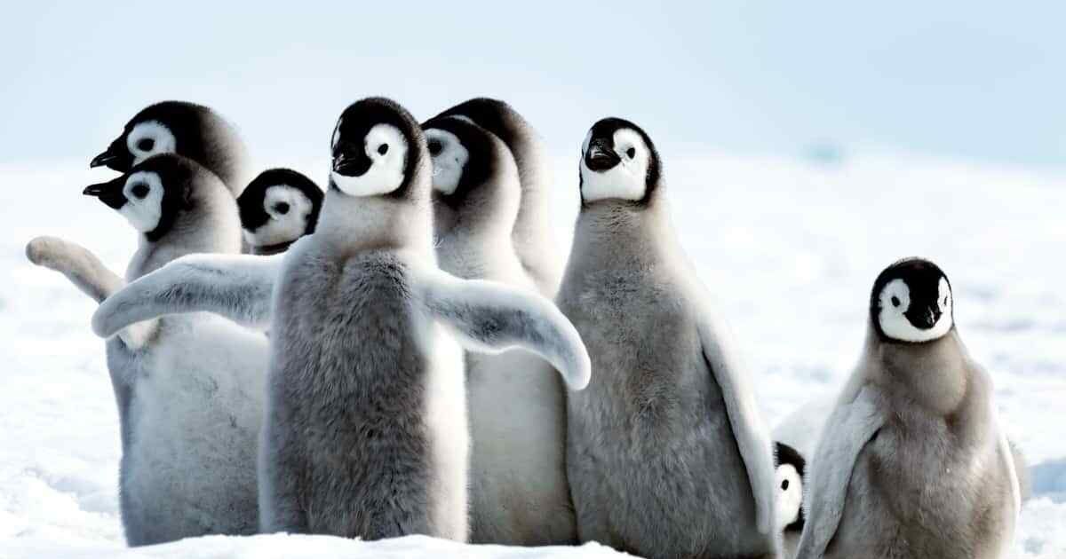 Penguin Puns